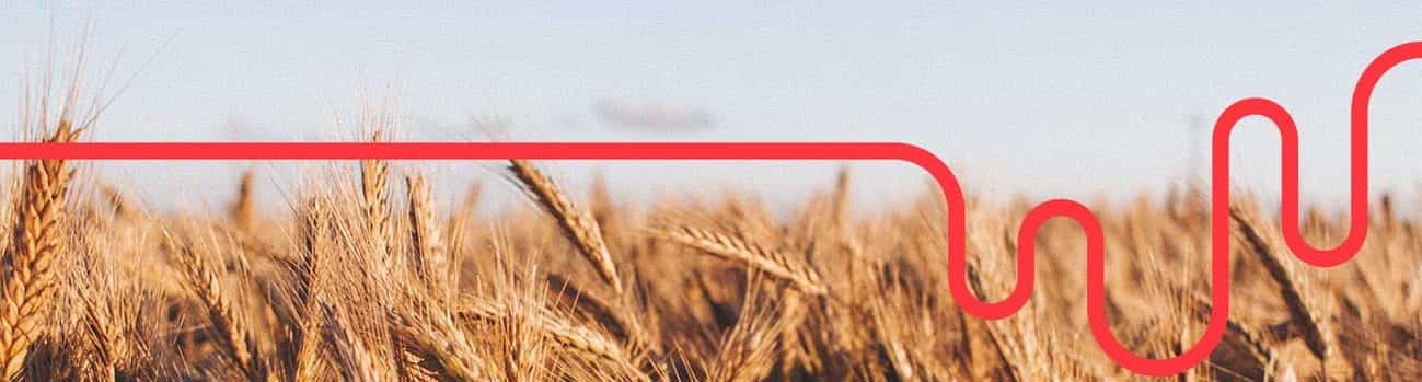 WheatFieldsLifeline